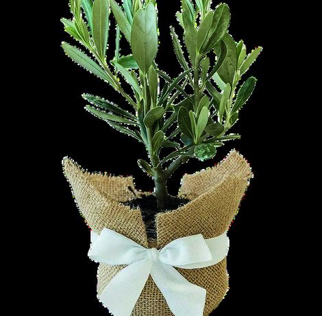 Bonsai de oliveira