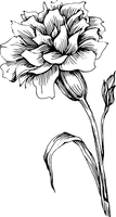 Cravo — Janeiro