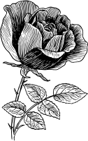 Rosa — Junho