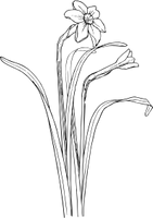 Narciso — Março