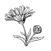 Calêndula — Outubro
